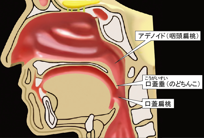 ソース画像を表示