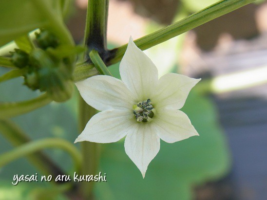 子どもと野菜の花を見てみよう 輝くママ ハッピー ノート Com