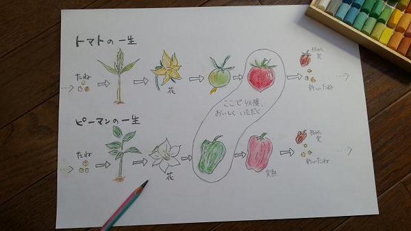 野菜の一生イラスト.jpg