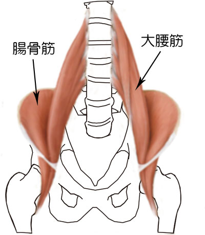 大腰筋.jpg