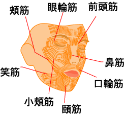 表情筋.gif