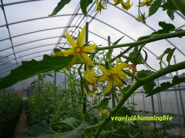 実になる前に 花が咲く 夏野菜の花観察 輝くママ ハッピー ノート Com