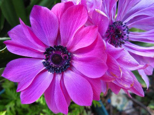 100224anemone.jpg