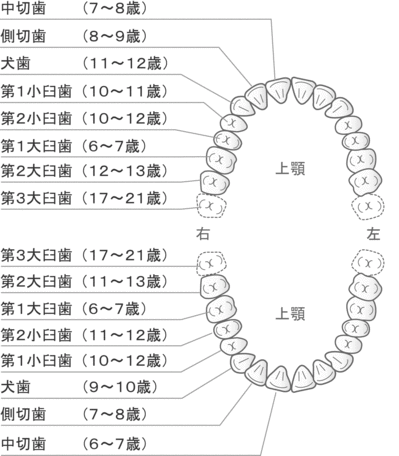 永久歯.gifのサムネール画像