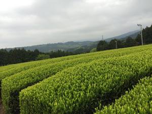 茶畑１.jpg