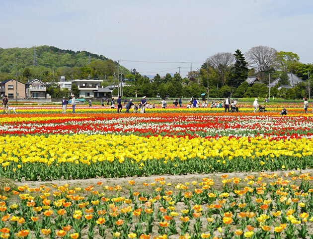 東京都　羽村市