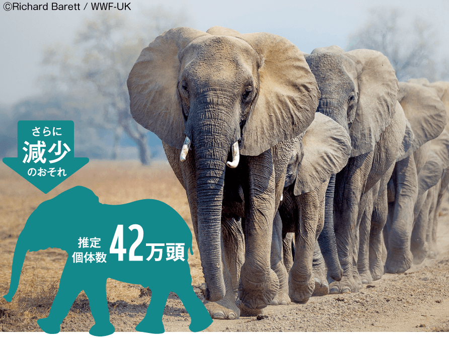 陸上最大！体重は6t、鼻の長さは2m以上「アフリカゾウ」。推定個体数42万頭、さらに減少のおそれ