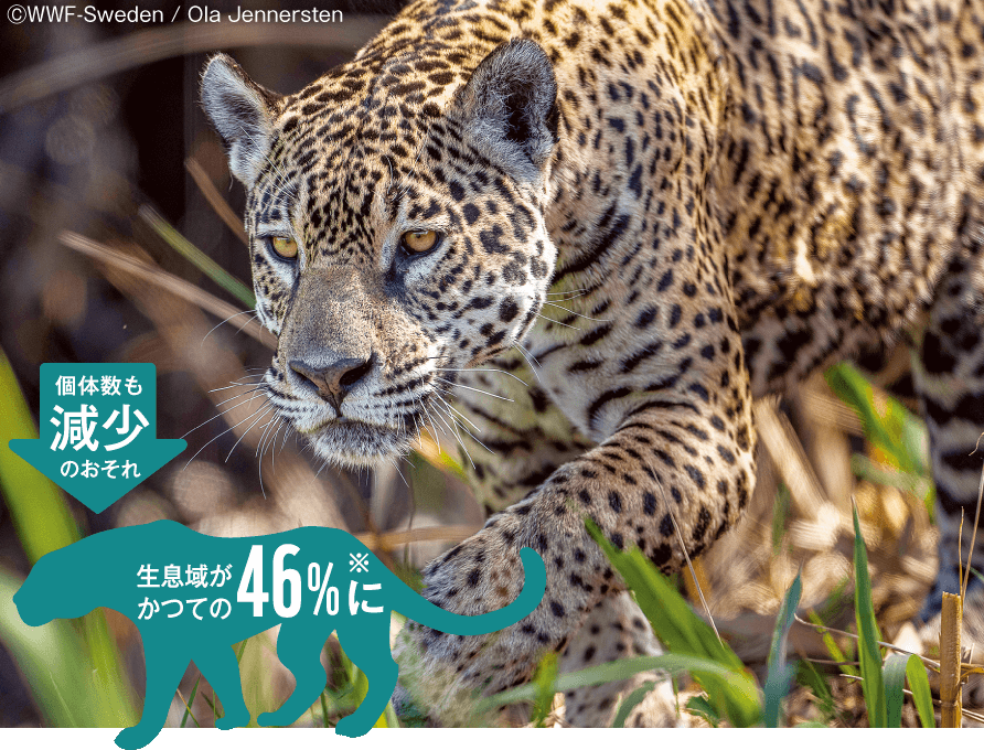 斑点模様がカッコいい、アマゾンのハンター「ジャガー」。生息域がかつての46％に、個体数も減少のおそれ