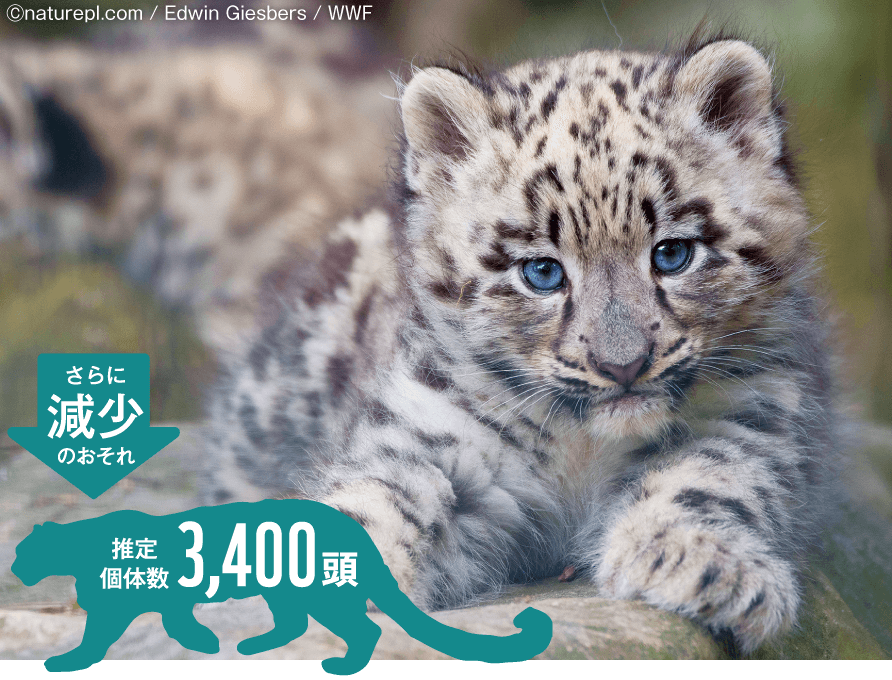 高山の断崖に棲む、もふもふ毛皮のヒョウ「ユキヒョウ」。推定個体数3400頭、さらに減少のおそれ