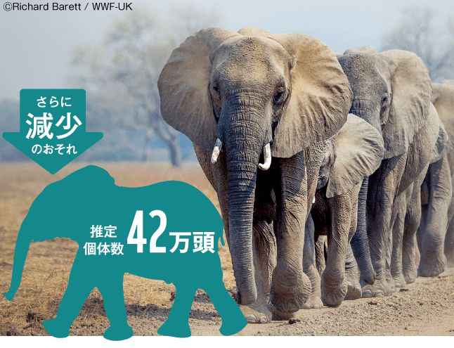 陸上最大！体重は6t、鼻の長さは2m以上「アフリカゾウ」。推定個体数42万頭、さらに減少のおそれ