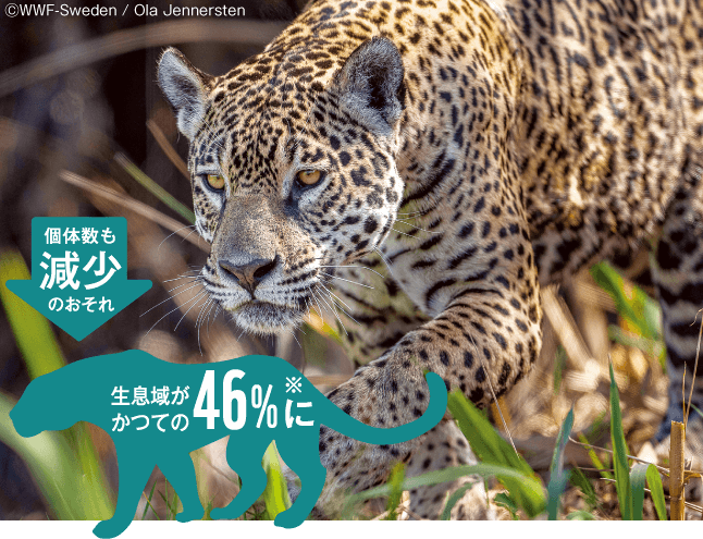 斑点模様がカッコいい、アマゾンのハンター「ジャガー」。生息域がかつての46％に、個体数も減少のおそれ