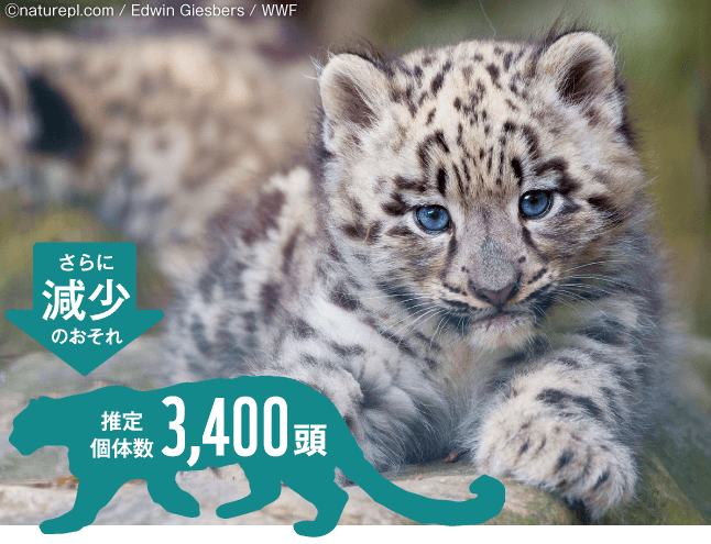高山の断崖に棲む、もふもふ毛皮のヒョウ「ユキヒョウ」。推定個体数3400頭、さらに減少のおそれ
